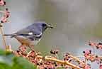 male black-throated blue warbler